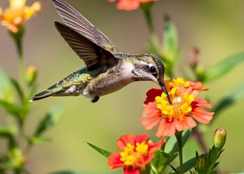 Hummingbird