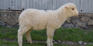 India’s First Gene-Edited Sheep developed using CRISPR technology at SKUAST Kashmir biotechnology lab